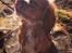 Cavalier king charles spaniel Silje