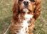 Cavalier king charles spaniel Silje