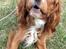 Cavalier king charles spaniel Silje
