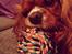 Cavalier king charles spaniel Silje