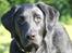Labrador retriever Balou - Smukke Balou<3