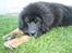 Tibetansk mastiff Ozzy - Bare mig - Ozzy