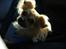 Chihuahua Nemo