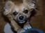 Chihuahua Nemo
