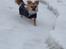 Chihuahua Nemo