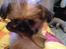 Blanding af racer Bella - 12-05-2013