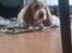 Basset hound Balto