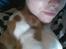 Basset hound Balto