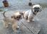 Blanding af racer Bella - 20-06-2013