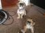 Blanding af racer Bella - 21-06-2013