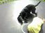 Blanding af racer Labrador/Samojede; Gia
