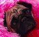 Mops Sally