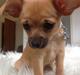 Blanding af racer chihuahua/papilon  Yrsa