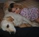 Golden retriever Silke