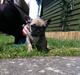 Fransk bulldog Flakse