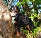 Berner sennenhund Nala *min eneste  ene*