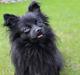 Pomeranian Louis