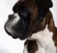 Boxer Loui