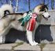 Alaskan malamute My Alaskan Final Dash (Koda)