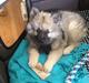 Keeshond Wenkje's Orix Aske 