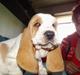 Basset hound Balto