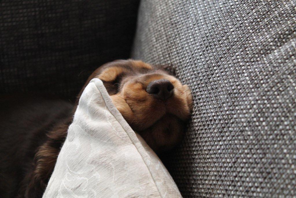 Cocker spaniel Dexter Breum (Silent Dawn Amazing Zack) billede 7