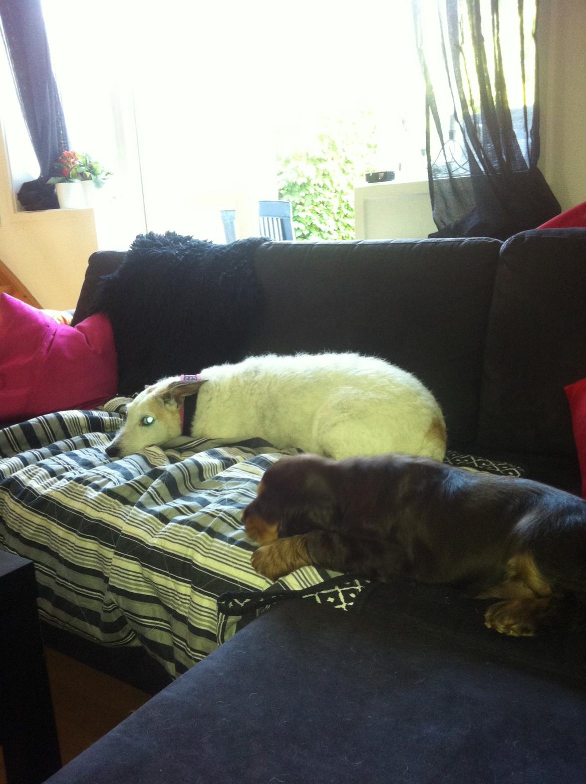 Cocker spaniel Dexter Breum (Silent Dawn Amazing Zack) billede 8