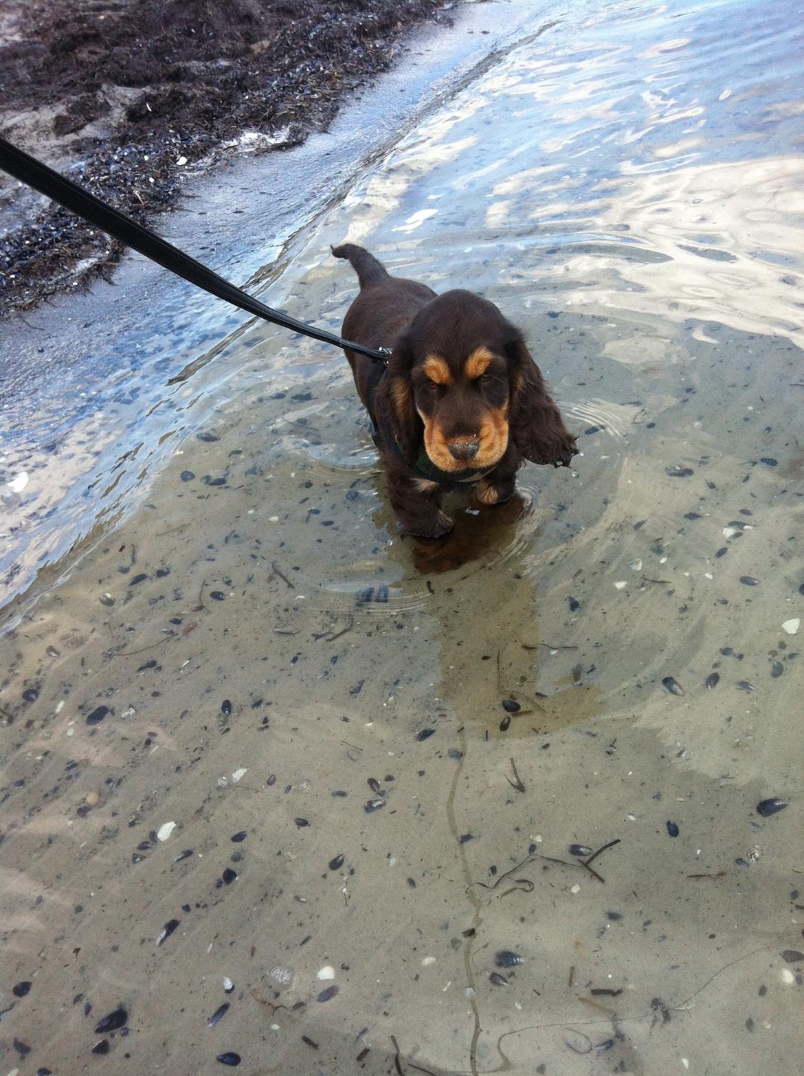 Cocker spaniel Dexter Breum (Silent Dawn Amazing Zack) billede 9