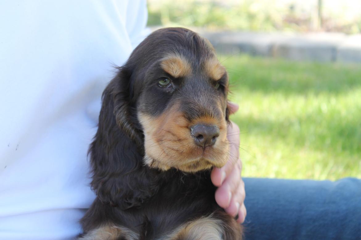 Cocker spaniel Dexter Breum (Silent Dawn Amazing Zack) billede 10