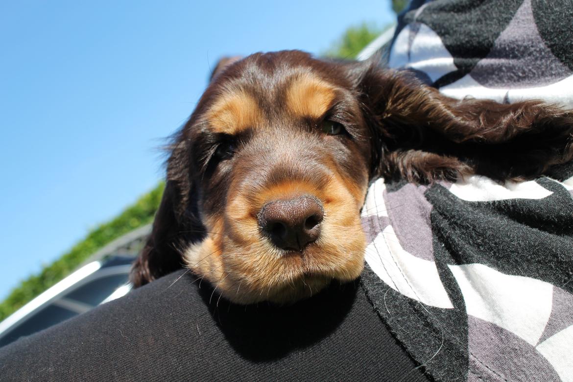 Cocker spaniel Dexter Breum (Silent Dawn Amazing Zack) billede 11