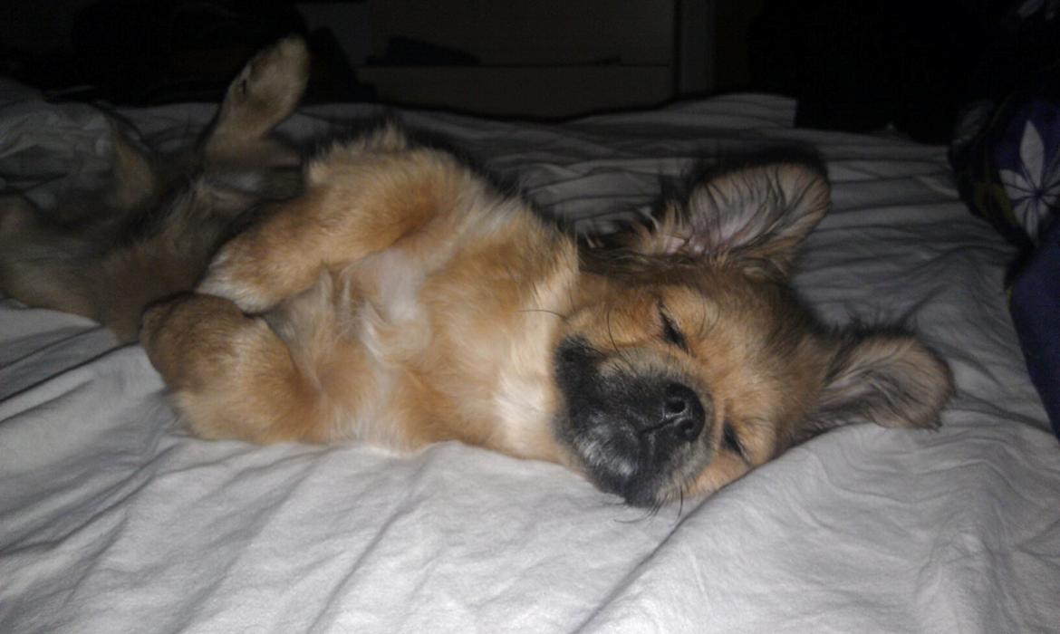 Tibetansk spaniel Albert. - Godnat mor <3 billede 2