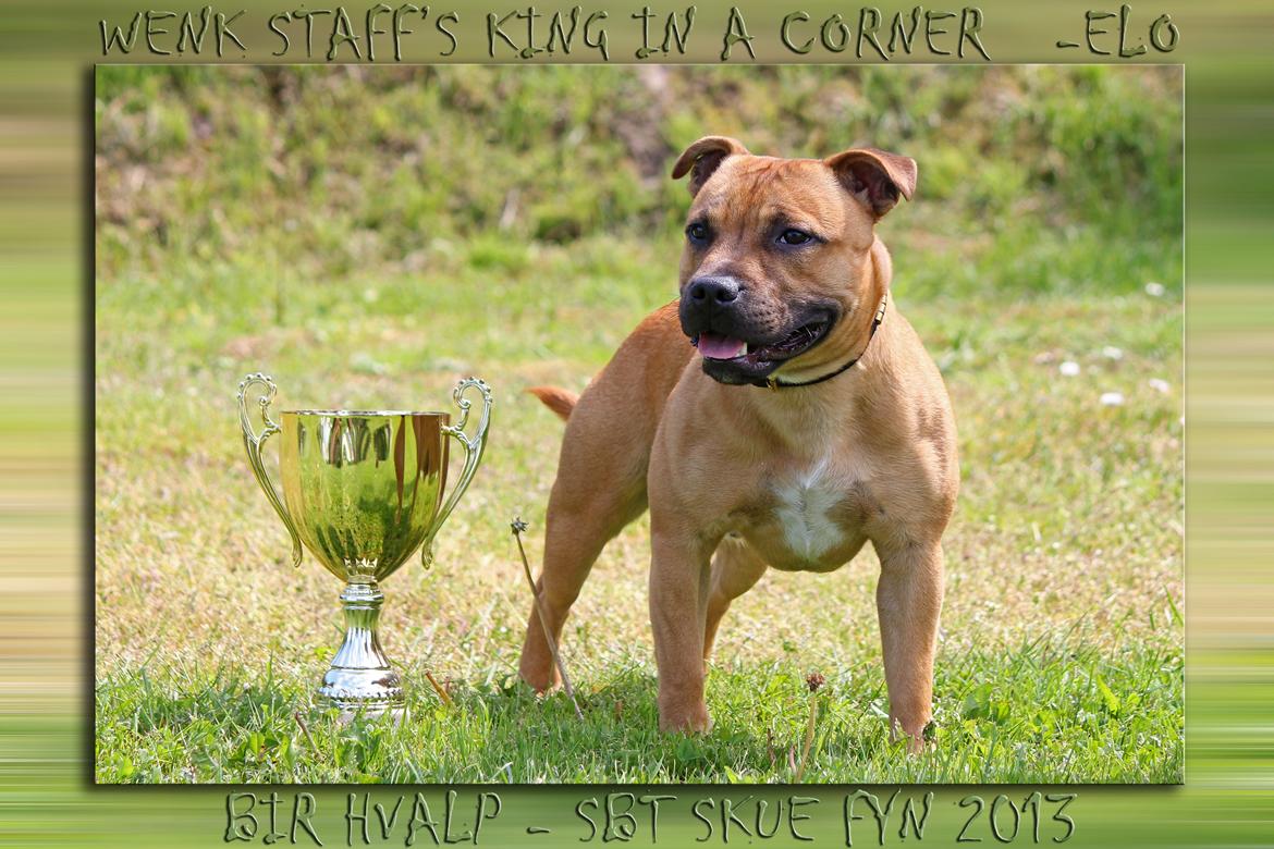 Staffordshire bull terrier KBHV2015 Wenk Staff' s King In A Corner aka Elo billede 33