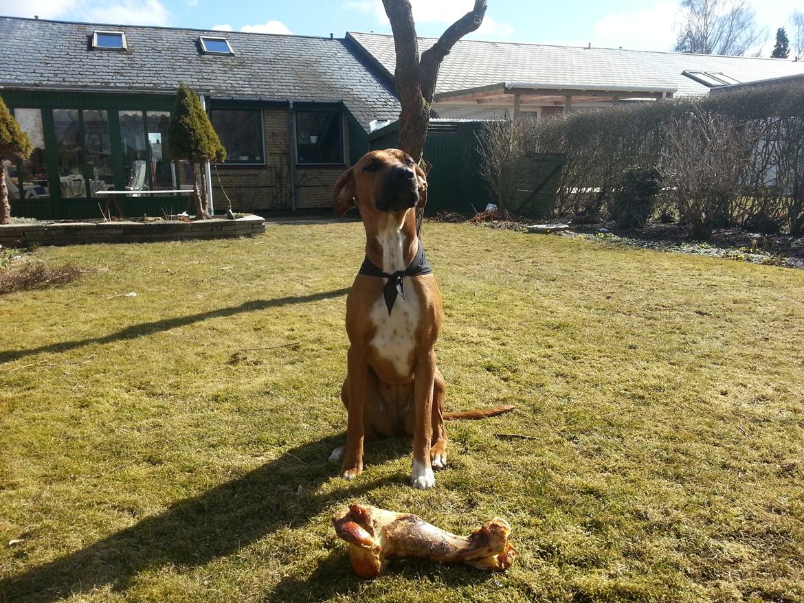 Blanding af racer Ganges aka Ganja - Her sidder hun pænt, og venter på at få lov til at nyde et lækkert ben. billede 2