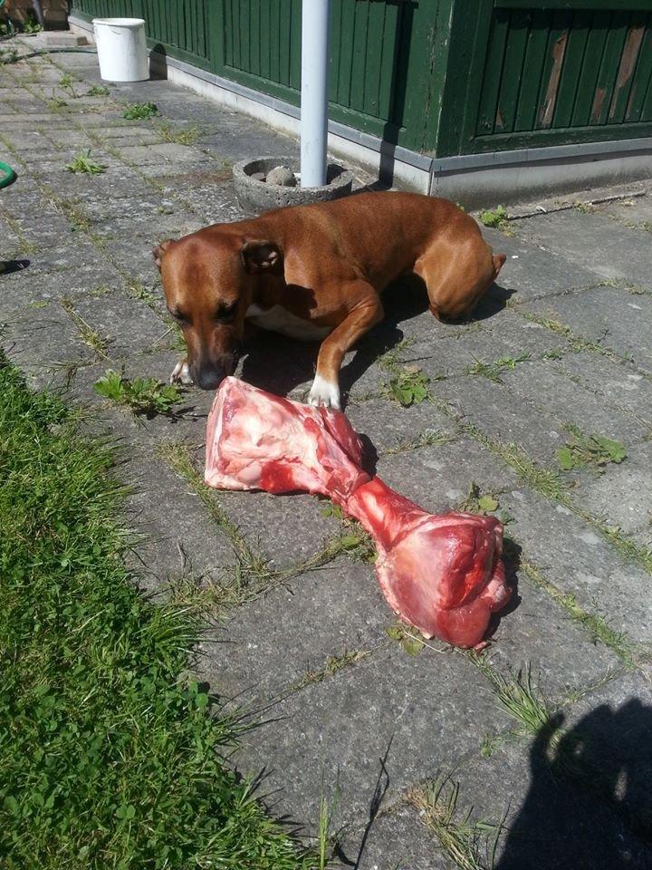 Blanding af racer Ganges aka Ganja - Her er der tirsdags slik - og vi er ret sikre på at hun simpelthen ikke ved, hvad pokker hun skal stille op med det - hun ser helt skræmt ud ! billede 5