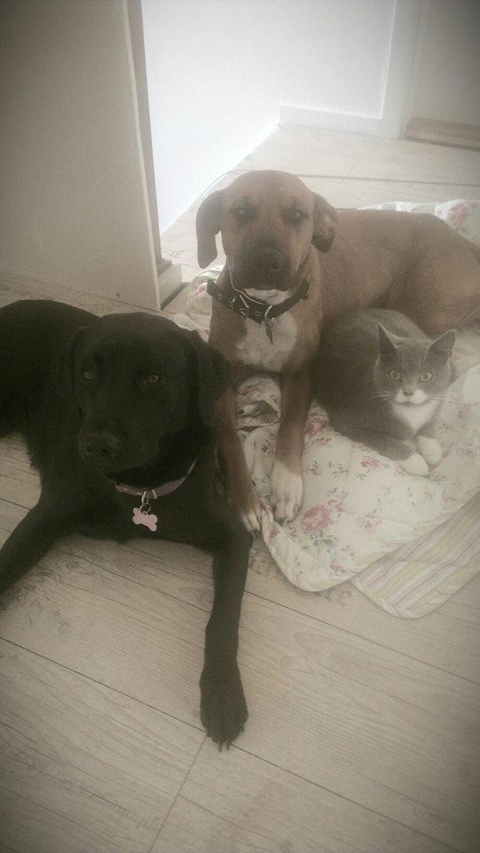 Blanding af racer Ganges aka Ganja - Her ligger Ganja sammen med Freya (labrador) og Carlo (katten) - Carlo og Ganja har et mærkeligt bånd, dette billede blev taget 3 gang de så hinanden - Utrolig tillid fra katten!  billede 3