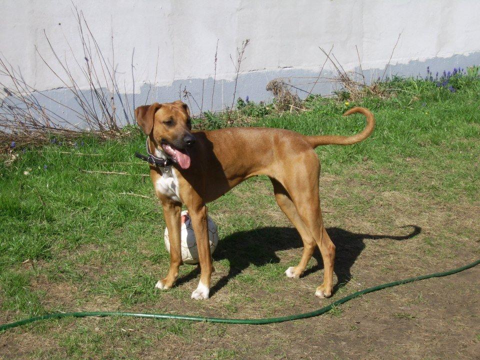 Blanding af racer Ganges aka Ganja - Her står hun i fuld figur <3 billede 1