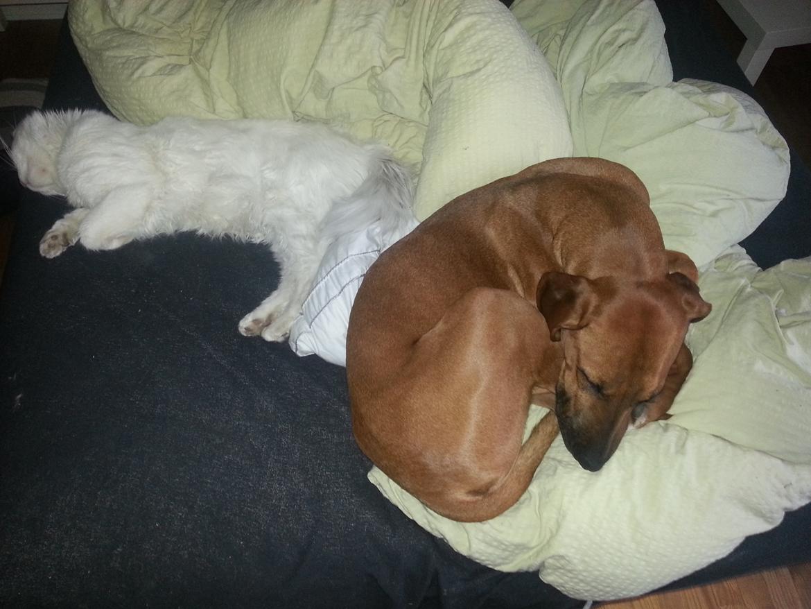 Blanding af racer Ganges aka Ganja - Der puttes i sengen sammen med vores 8kg. Maine Coone.  billede 6