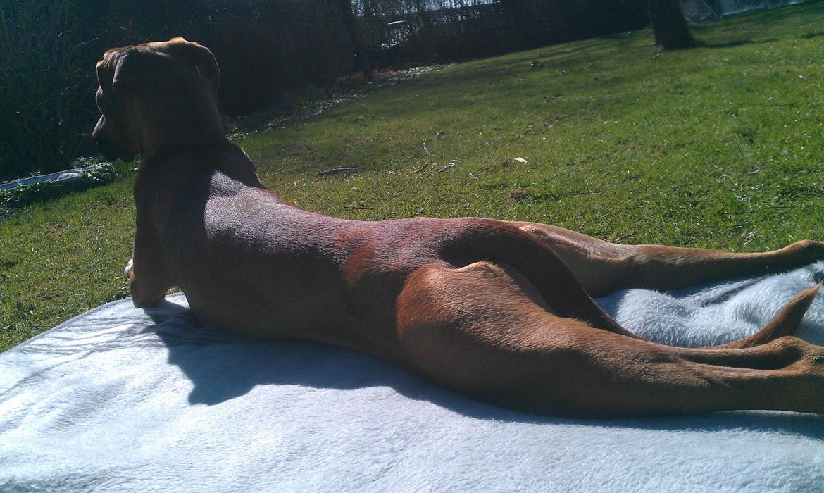 Blanding af racer Ganges aka Ganja - Gode hofter? - Jooooo .. ;) billede 7