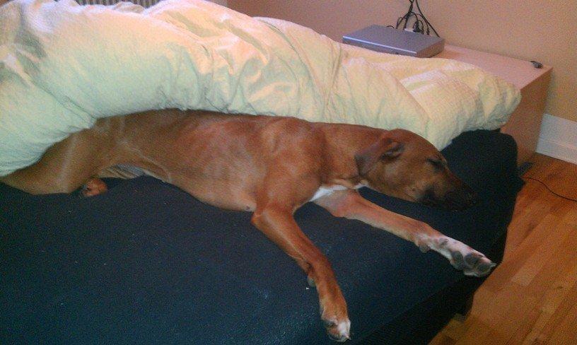 Blanding af racer Ganges aka Ganja - Taget kl. 11 om formiddagen, da jeg forgæves prøvede at få hende med ud og gå en "morgentur".. - Dovne hund! billede 8