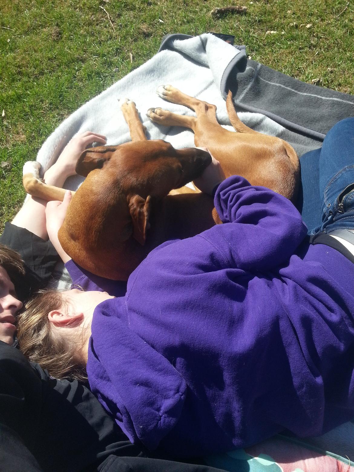 Blanding af racer Ganges aka Ganja - Pack'bonding i haven <3 billede 11