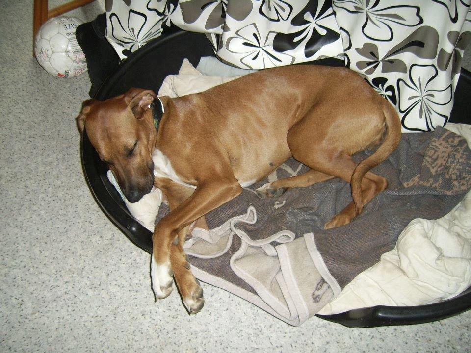 Blanding af racer Ganges aka Ganja - Det er simpelthen hårdt at arbejde - så nu er det vist tid til en lille lur. billede 13