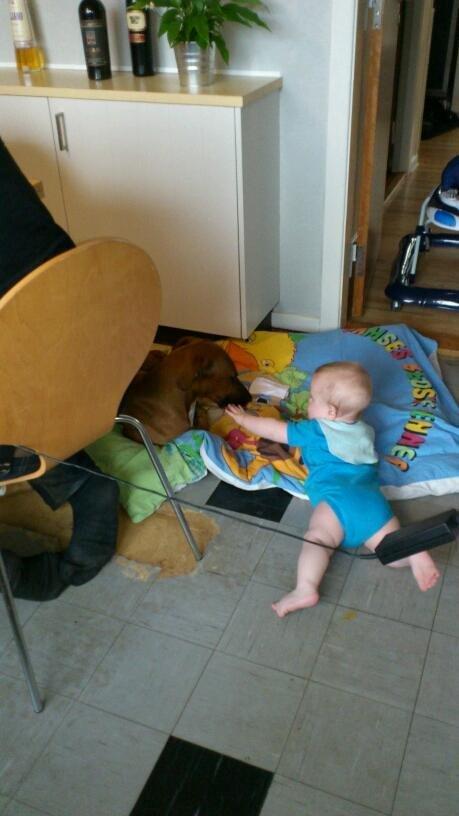 Blanding af racer Ganges aka Ganja - Her ligger hun sammen med min gudsøn på 7 mdr. Hun følger ham over alt, og er simpelthen så forsigtig med ham. billede 4