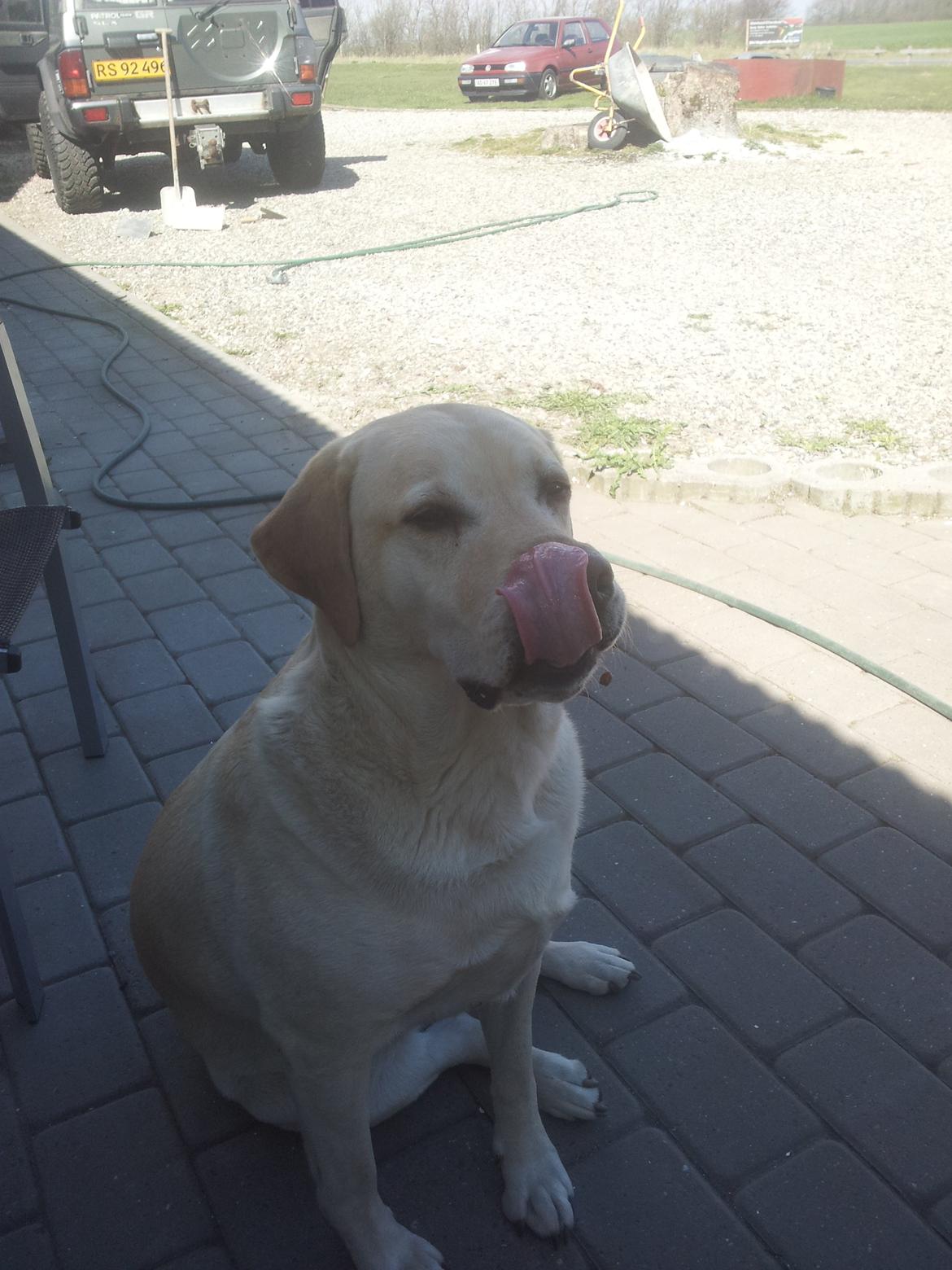 Labrador retriever Dumle billede 10