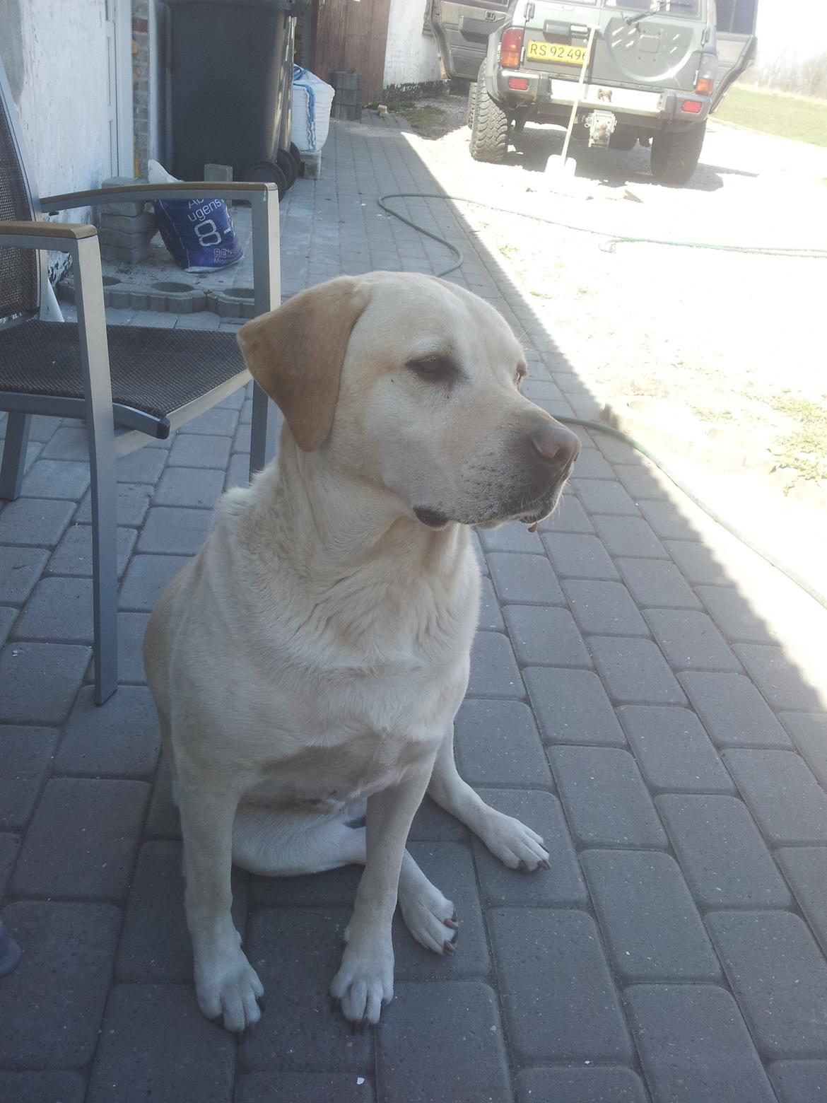 Labrador retriever Dumle billede 11