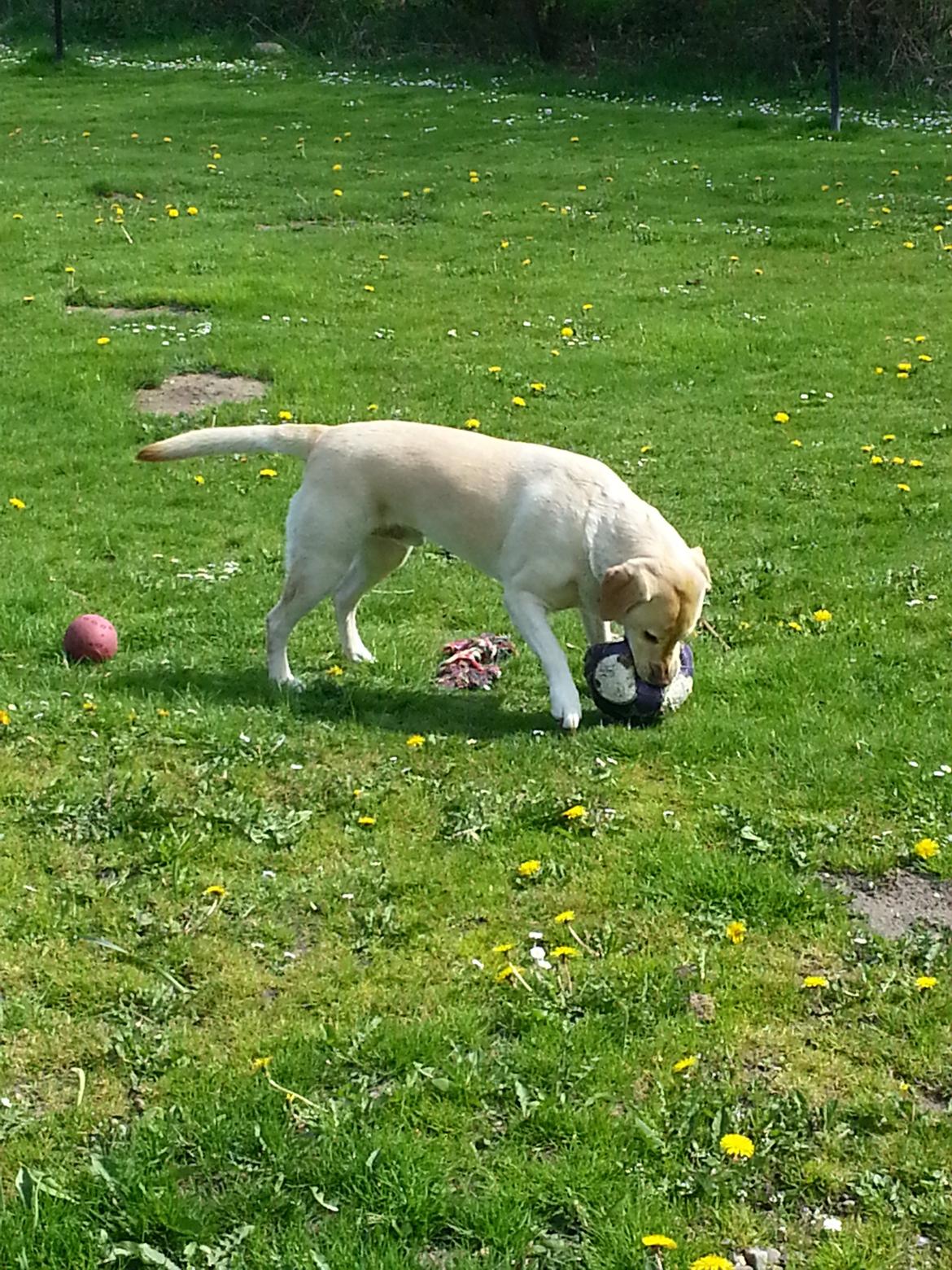 Labrador retriever Dumle billede 12