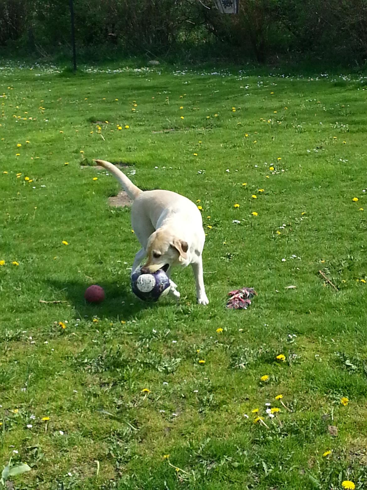 Labrador retriever Dumle billede 13