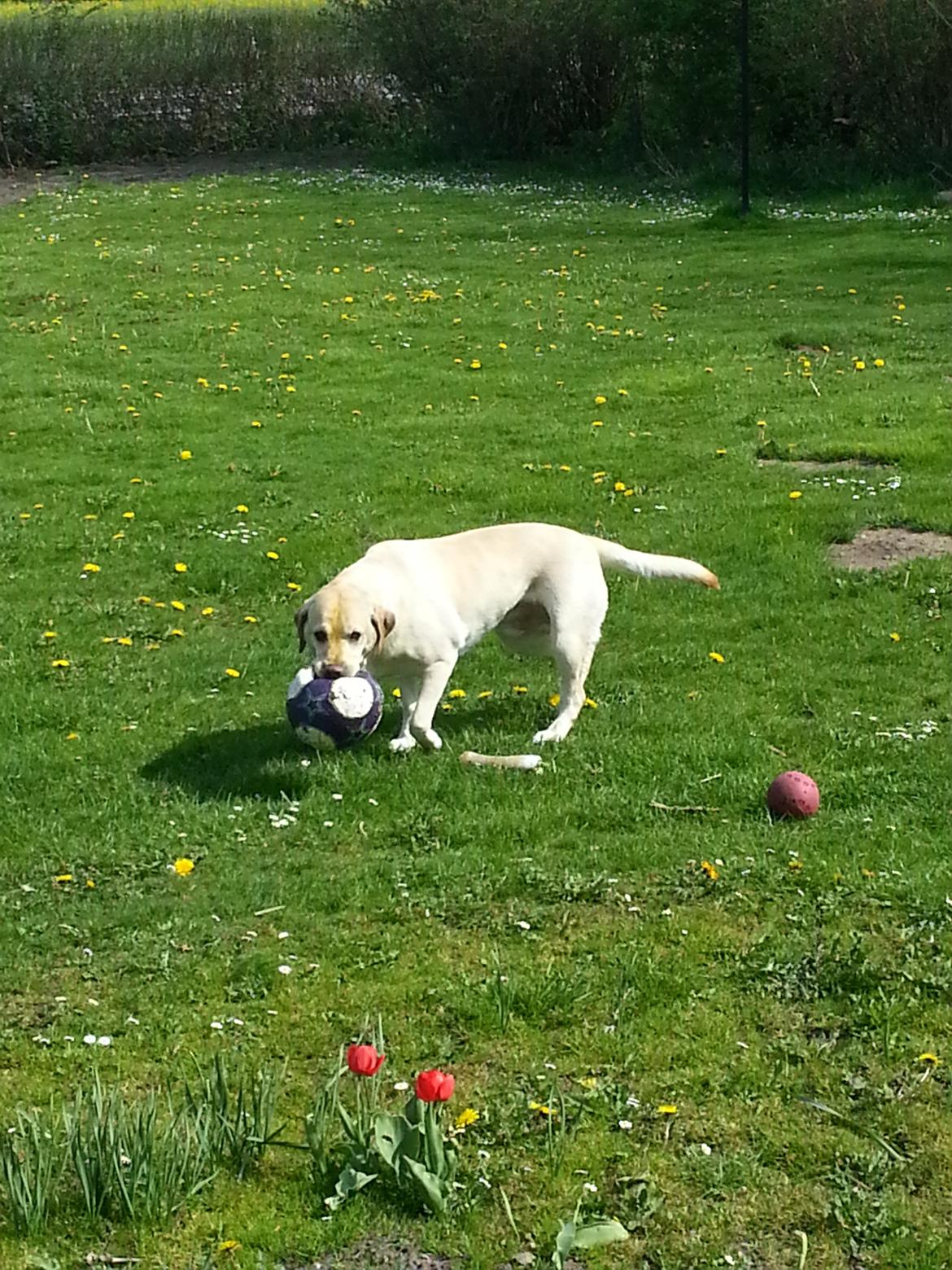 Labrador retriever Dumle billede 14