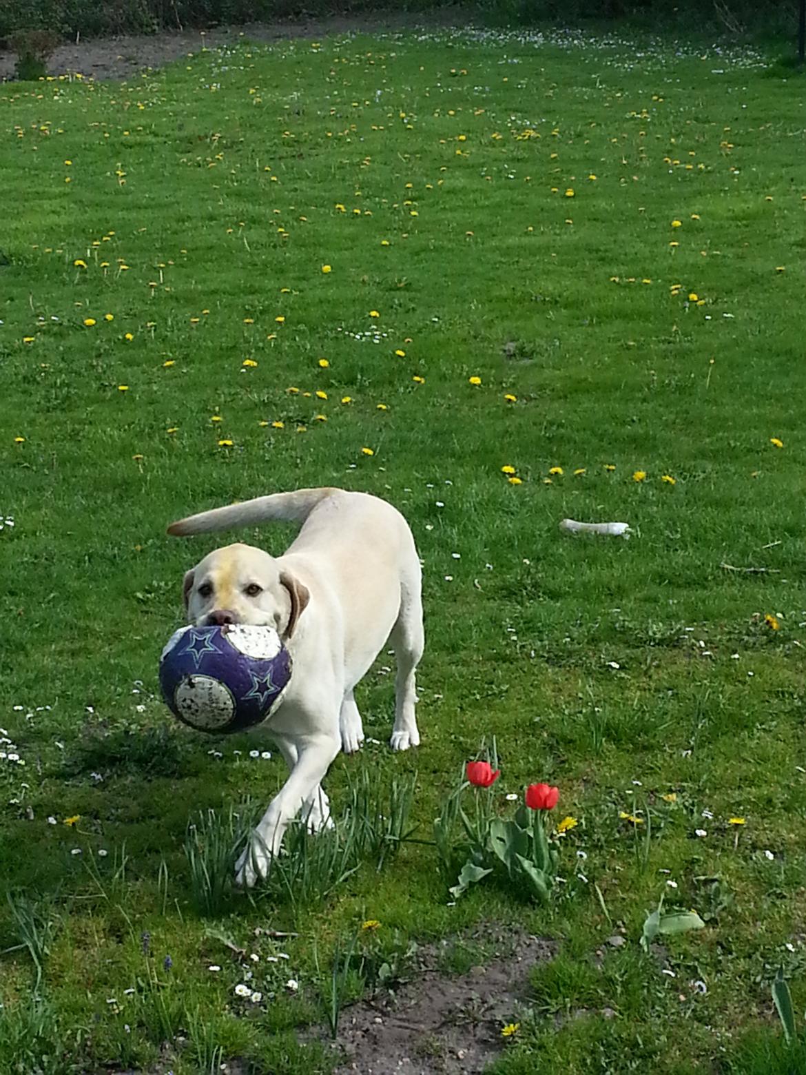 Labrador retriever Dumle billede 15