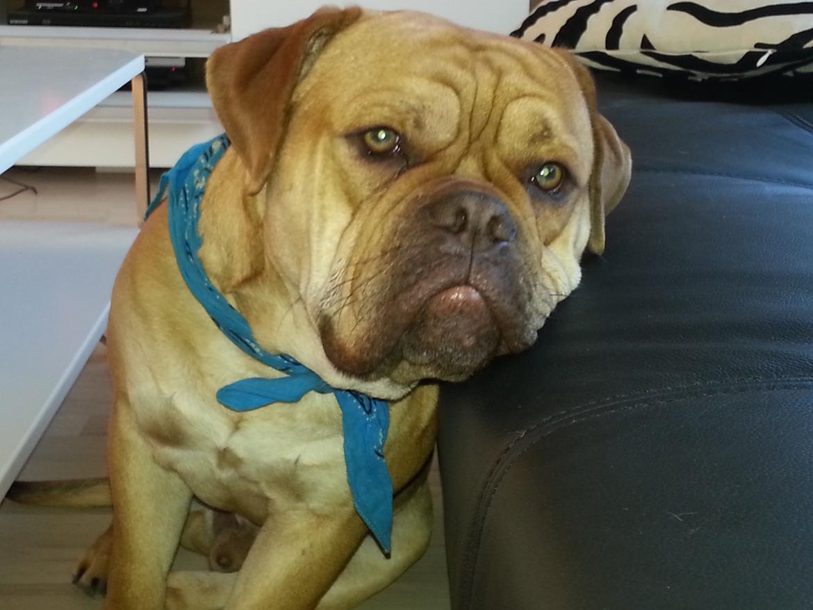 Olde english bulldogge bulltoks moss ( kaldet Boss) - Lidt træt er man vel altid:) billede 1