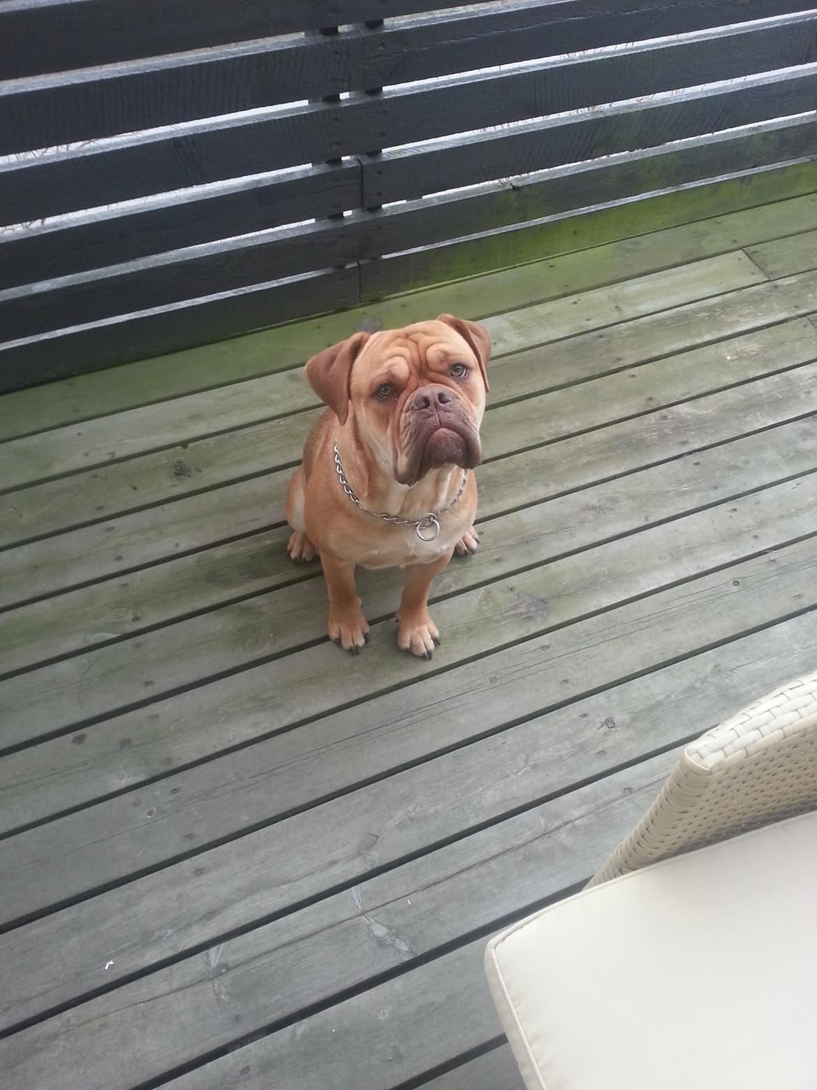 Olde english bulldogge bulltoks moss ( kaldet Boss) billede 2